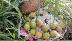 21 Lemon black doll game fails