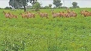 Wild animals in Kekhale