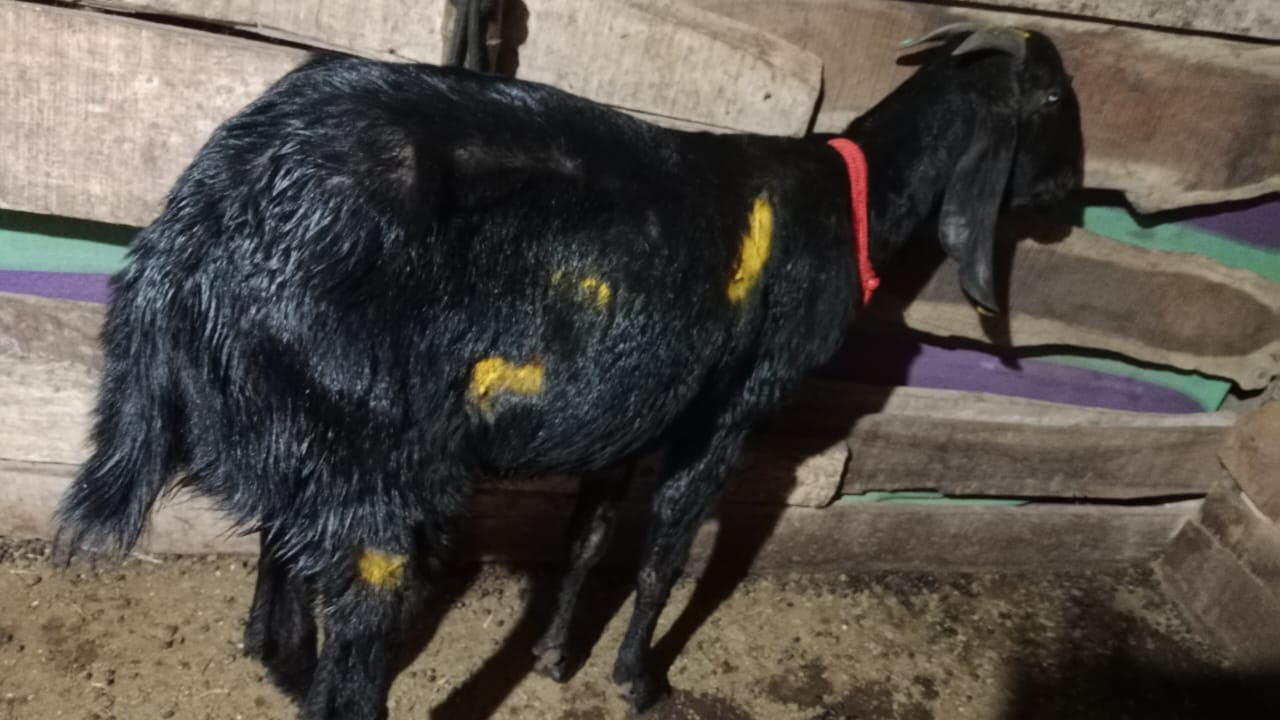 A pack of stray dogs attacked in Ajre