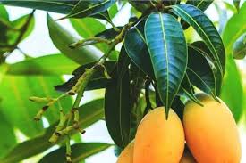 Cleaning of cross drains and stagnant areas