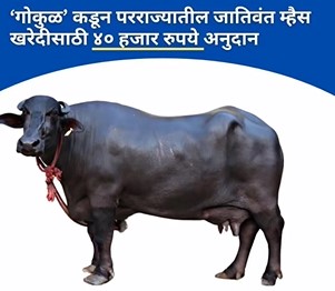 Joint initiative of Gokul and NDDB Dairy Services