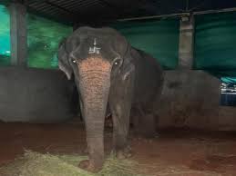 Mahadevi Hattinias return home to Nandani Math is certain