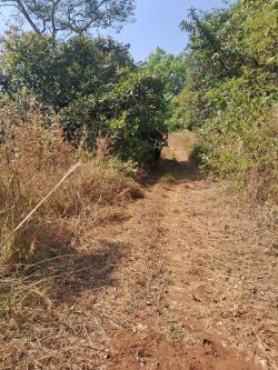 Darshan of the cow at Vane Shet in Ajra