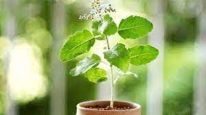 Tulsi leaves remedy for diseases