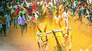 Finally, the Supreme Court gave the green light to bullock cart race