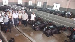 Will reach the milestone of collecting 2 5 lakh liters of milk