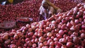 Big fall in onion prices