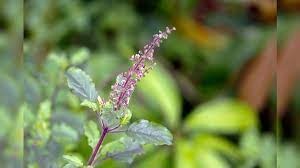 Tulsi leaves can prevent many serious diseases ​