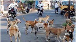 Stray dogs abound in Kolhapur