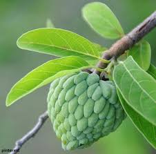 Healthboosting custard apple leaves cure anemia and strengthen bones