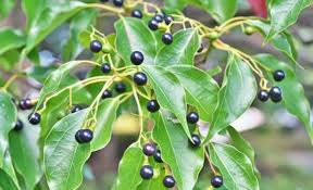 From which plant is camphor made