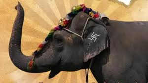 Madhuri elephant transfer case