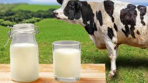 Benefits of cows milk1