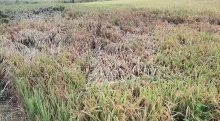 Rice cultivation on upland barren terrain suffers