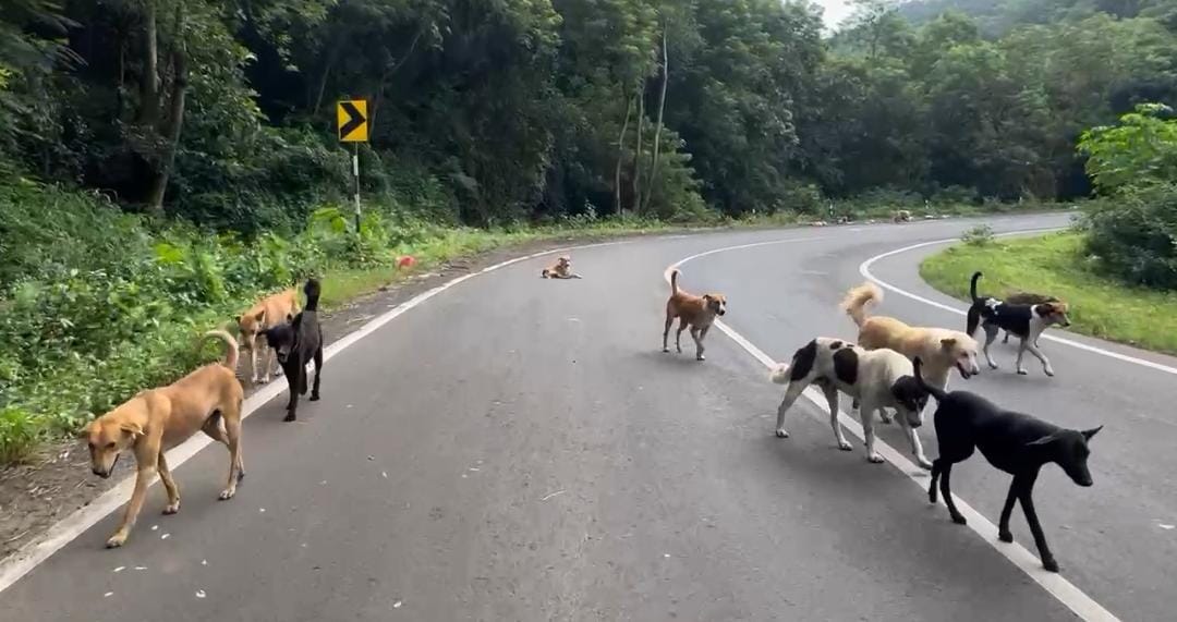 Citizens are suffering due to Gargoti t