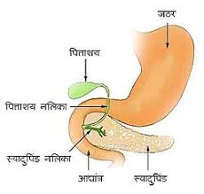 Some important information about bile