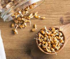 Benefits of Eating Sprouted Wheat