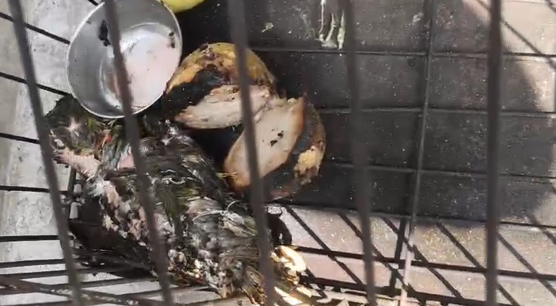 Massive gas cylinder explosion in Kolhapur House destroyed  pet parrot burnt to death