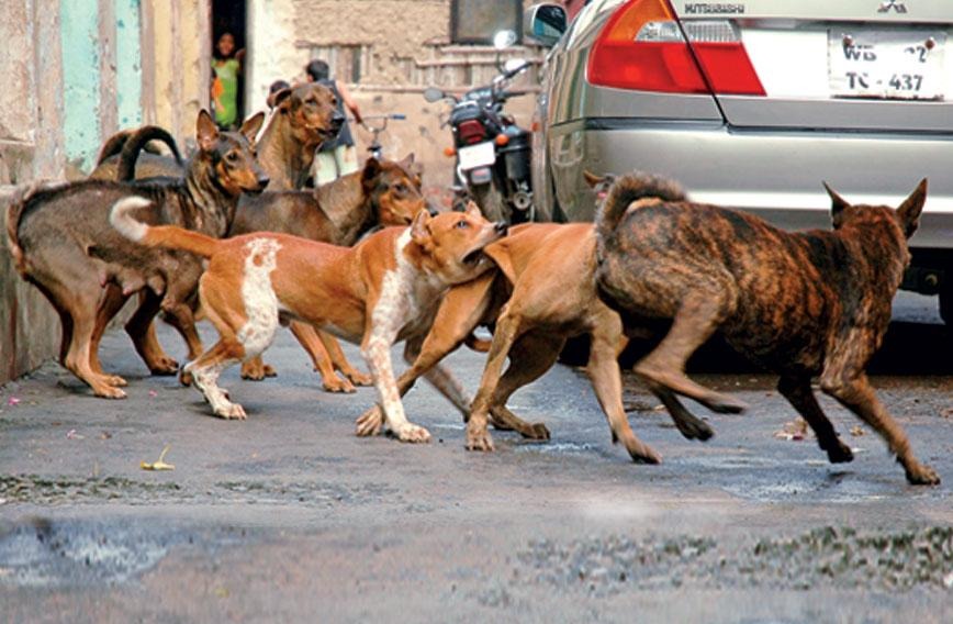 Stray dogs rampage in Maharashtra