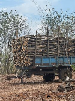 30 acres of forest wealth illegally destroyed in Shimpe village of Shahuwadi taluka