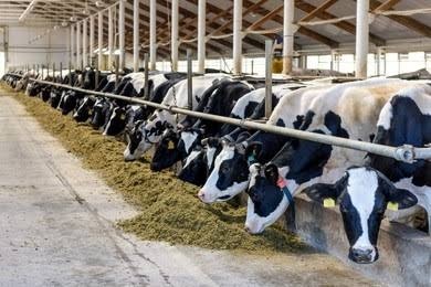 85 subsidy to be provided for livestock insurance