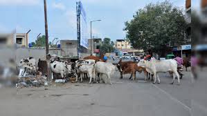 Animals found in public places will be confiscated