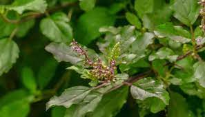The benefits of this Tulsi are miraculous know how to use it