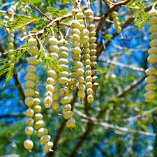 Medicinal and healing benefits of acacia pods