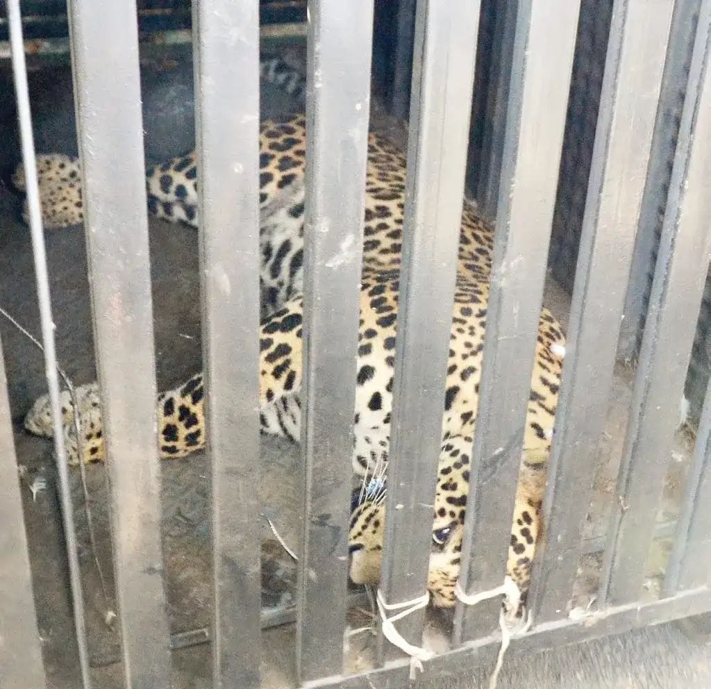 Tribute to the brave heroes who caught the leopard