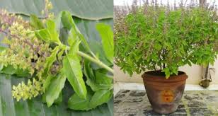Basil and ginger