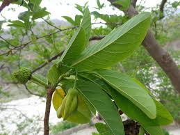 Uses of Sitafal leaves