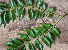 Consuming curry leaves daily will have tremendous benefits