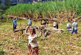 Kolhapurs resounding lead in the sugarcane season