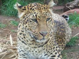 Farmers see leopard in Ambap