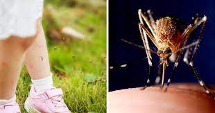 Learn how to keep your home safe from mosquitoes