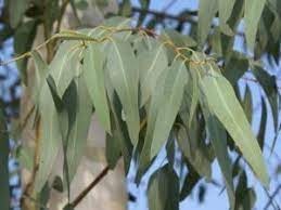Medicinal Eucalyptus