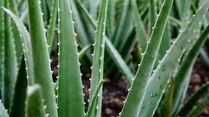 Aloe vera juice is the key to a healthy diet