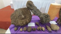 Grand exhibition of tubers to be held in Kolhapur on March 14 15