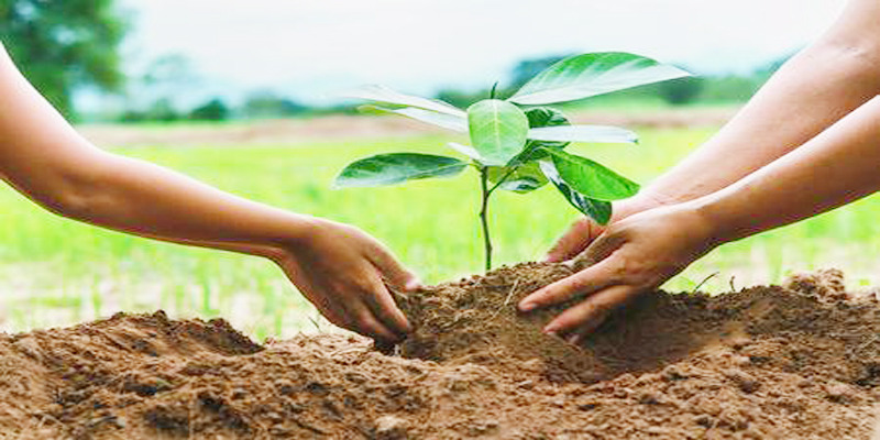 Newlyweds are required to plant