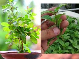 Chew and eat basil leaves every day7