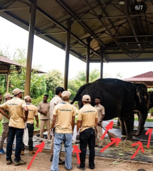 Raju Shettys question on the stomach in the Nandani elephant case