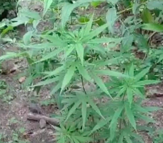 Cannabis cultivation right inside
