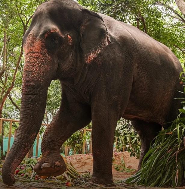 Nandni mahadevi elephant