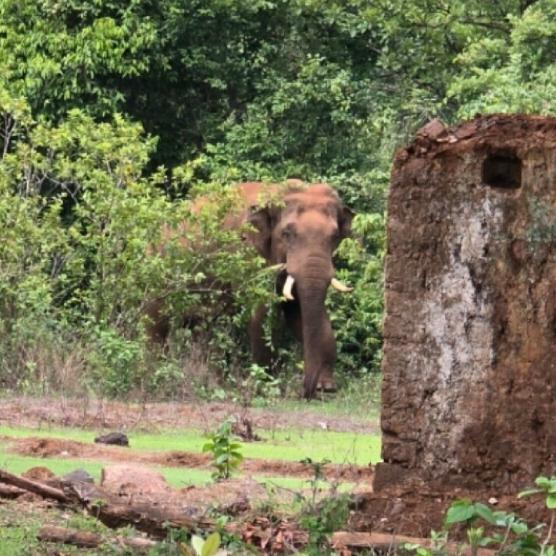 Elefant