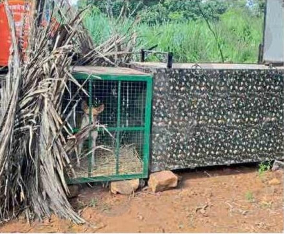 Ajra tiger