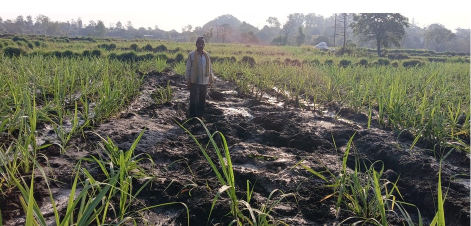 Elephant stampede in Shirsangi Taluka Ajra