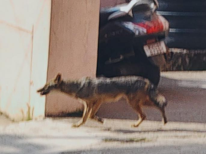 Foxes rampage in urban areas