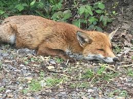 Fox dies of suffocation after coming to city in search of food